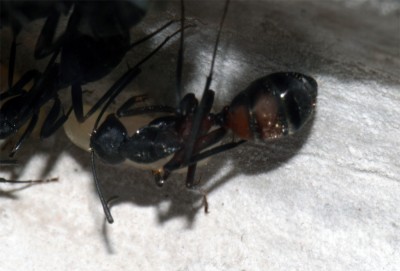 07_03_Media bzw. Major.jpg