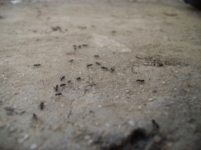 PICT1029 - Cópia.JPG