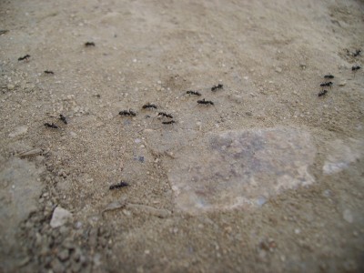 PICT1028 - Cópia.JPG