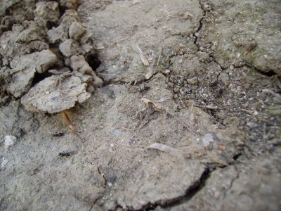 PICT1021 - Cópia.JPG