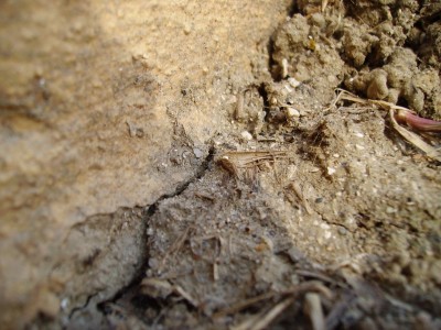 PICT1035 - Cópia.JPG