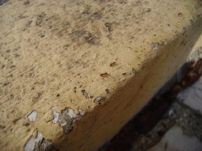 PICT1040 - Cópia.JPG