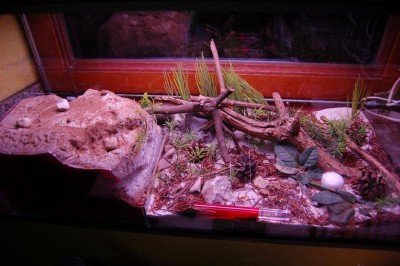 DSC_0001 (6) (Large).JPG