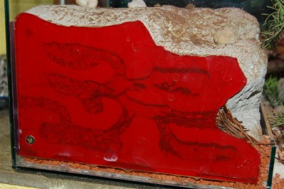 DSC_0001 (2) (Large).JPG