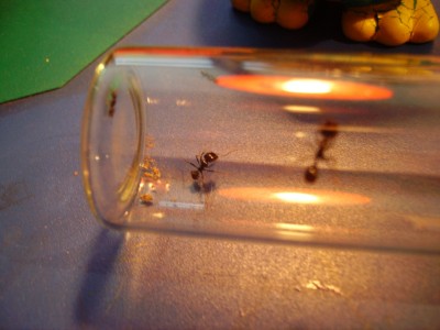 Copia de PICT1046.JPG