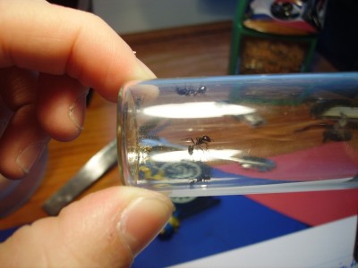 Copia de PICT1048.JPG