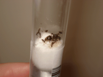 lasius_nah.gif