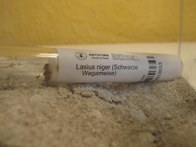 lasius_reagenz.gif