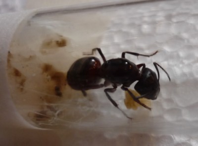 Camponotus 1.jpg