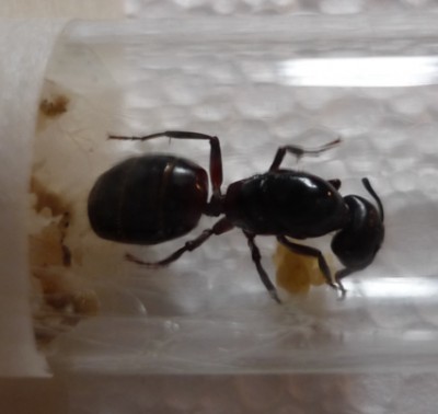 Camponotus 2.jpg