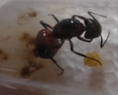 Camponotus 3.jpg