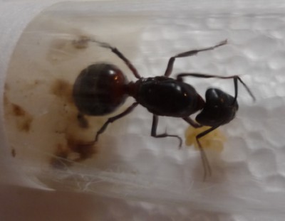 Camponotus 4.jpg