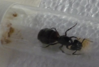 Camponotus ligniperda.jpg