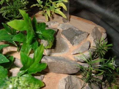 formicarium11.jpg