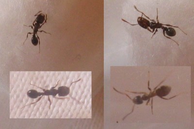 ants.jpg