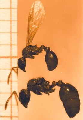 Myrmica microrubra2web.jpg