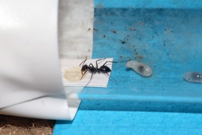 Arbeiterin von Larve beobachtet.jpg