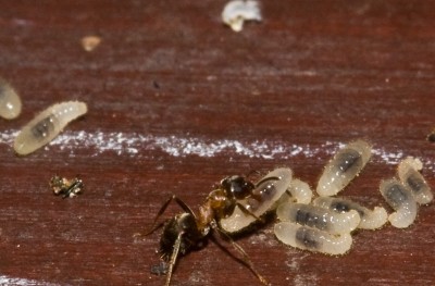 Bild1 - Welche Ameise ist das.jpg