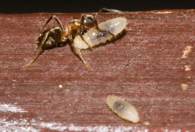 Bild2 - Welche Ameise ist das.jpg