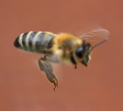 bee in flight.jpg