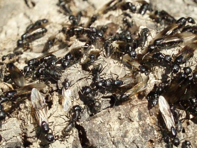 cvagus-rojenie4 (1).JPG