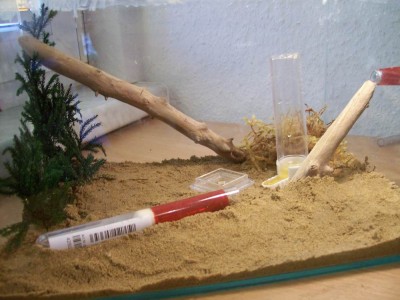 Formicarium 010.JPG