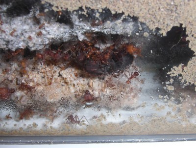 Hat sich durch die Luftfeuchtigkeit wieder etwas Wasser an der Scheibe gebildet. Das ist perfekt für die Kolonie. Wie im Bild zu sehen sind sie schon vereinzelt damit beschäftigt das Wasser aufzunehmen. Dies machen sie solange bis es wieder weg ist und fangen wieder an wenn die Scheibe aufs neue beschlägt. Wasserversorgung mal anders. :) / CIMG0295.JPG CIMG0295.JPG