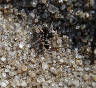ant.jpg