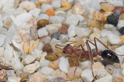 MyrmeciaTrinkt-01.jpg