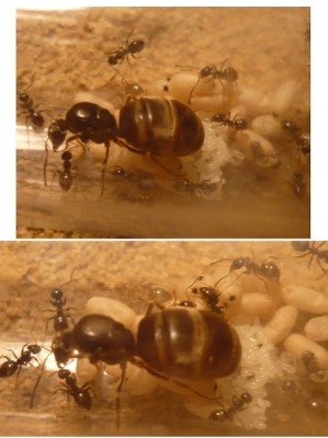 Ameisen 1.JPG