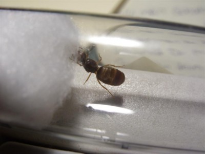Lasius cf flavus1.JPG