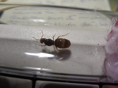 Lasius cf flavus2.JPG