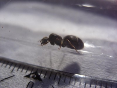 Lasius cf niger1.JPG