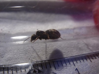Lasius cf niger2.JPG