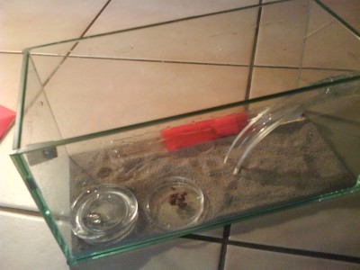 die farm mit dem röhrchen.JPG