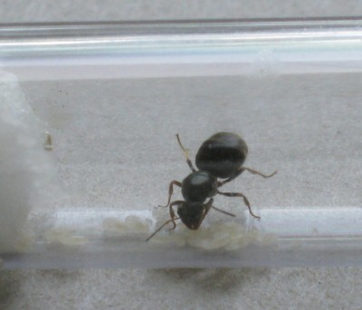 Lasius.jpg