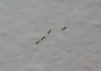 AMeisen Fuerteventura.jpg