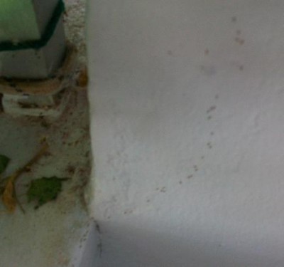 Ameisen am Balkon.jpg