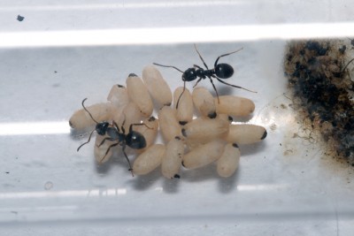 Lasius spec.jpg
