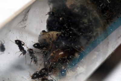 Lasius spec 2.jpg