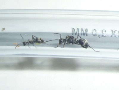 005 koenigin auf achse.jpg