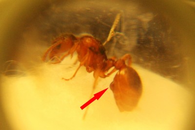 ant_ident_04.jpg