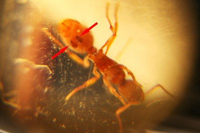 ant_ident_02a.jpg
