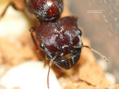 Pheidologeton diversus 1.JPG