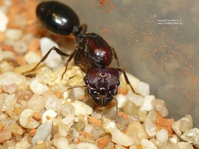 Pheidologeton diversus 2.JPG