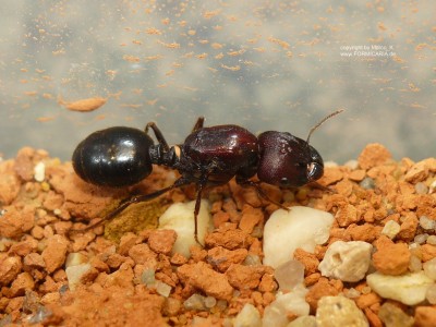 Pheidologeton diversus 3.JPG