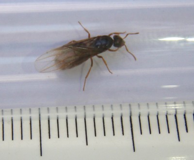 1 Lasius Flavus von oben.jpg