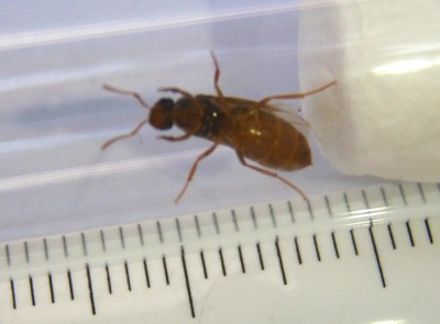 2 Lasius Flavus von unten.jpg