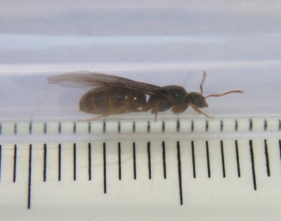 3 Lasius Flavus von Seite .jpg