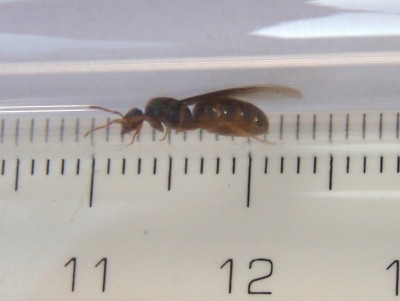 4 Lasius Flavus von Seite .jpg